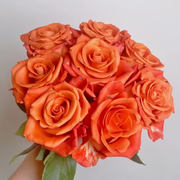 Orange Party Rose