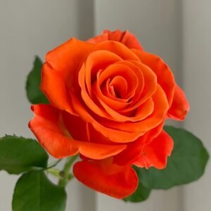 Orange Party Rose