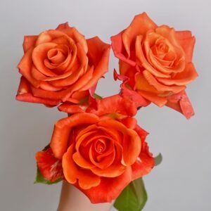 Orange Party Rose