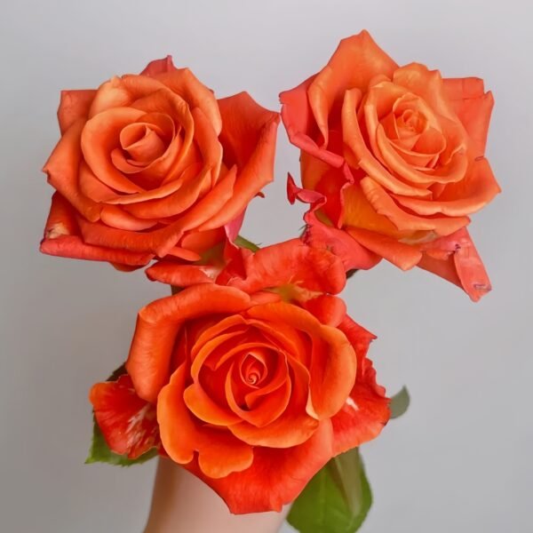 Orange Party Rose
