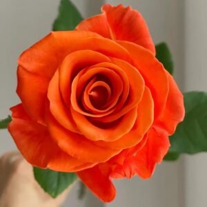 Orange Party Rose