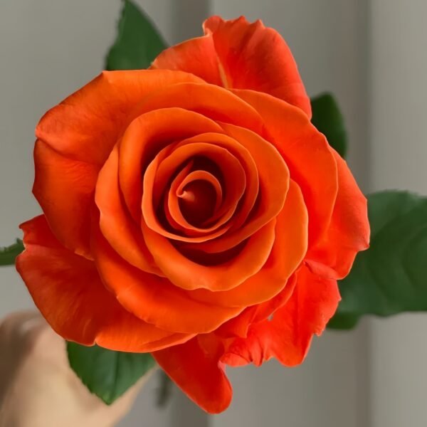 Orange Party Rose