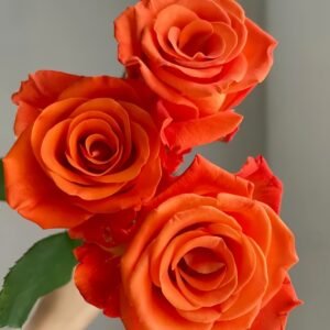 Orange Party Rose