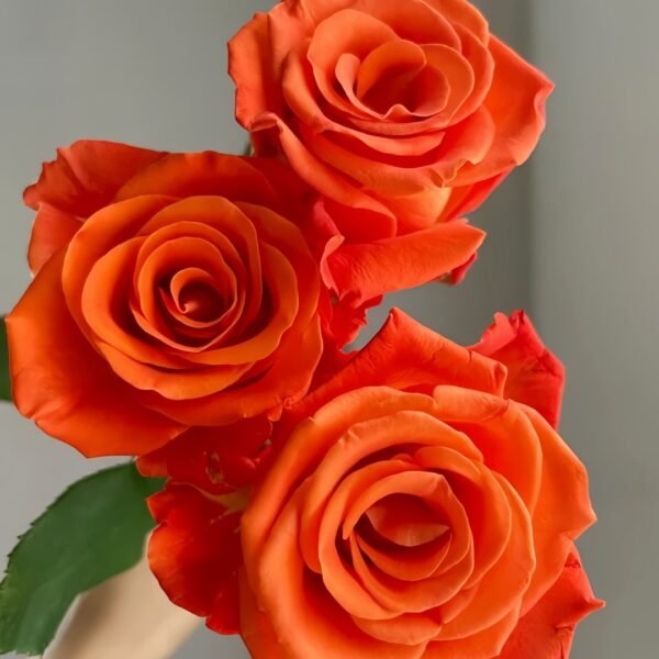 Orange Party Rose