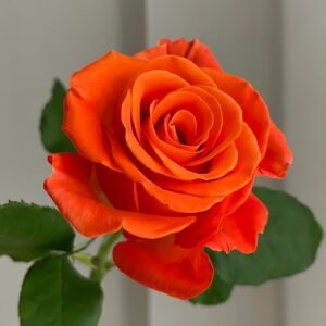 Orange Party Rose