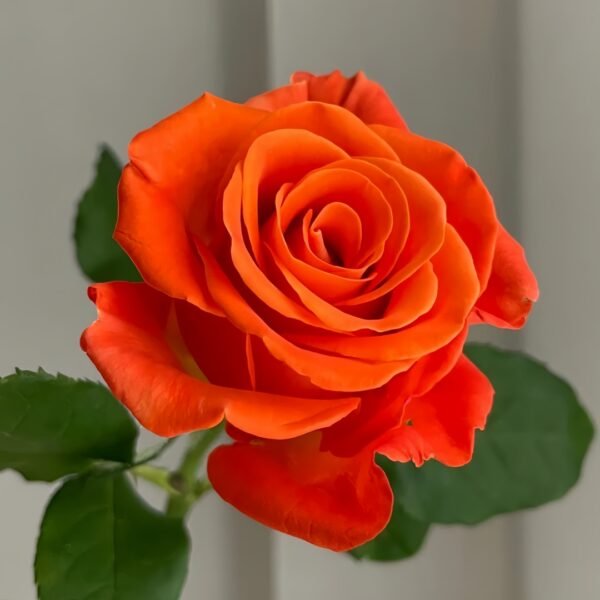 Orange Party Rose