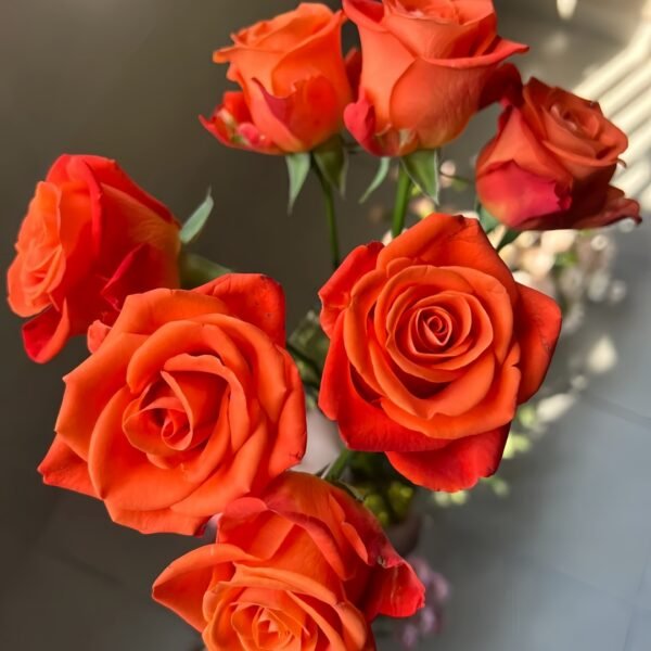 Orange Party Rose