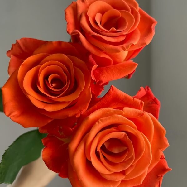 Orange Party Rose