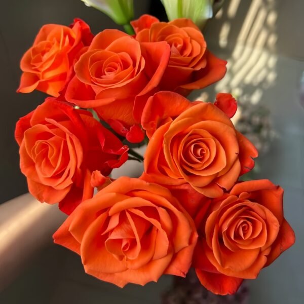 Orange Party Rose