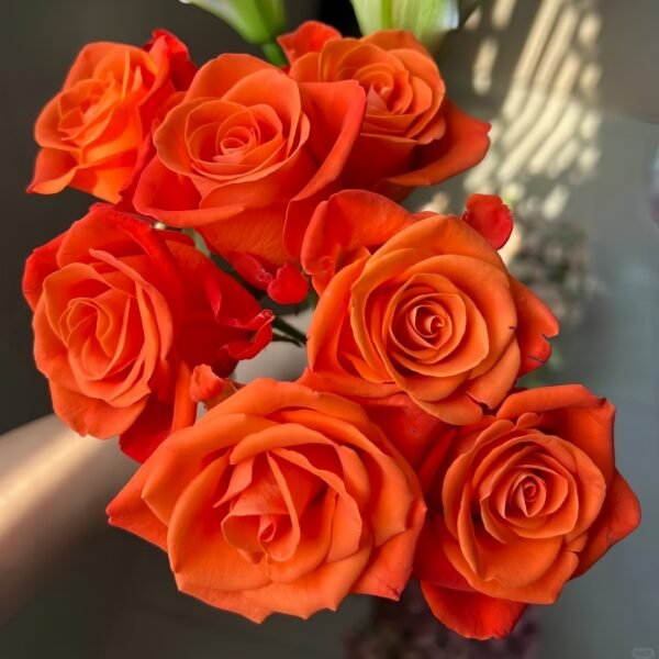 Orange Party Rose