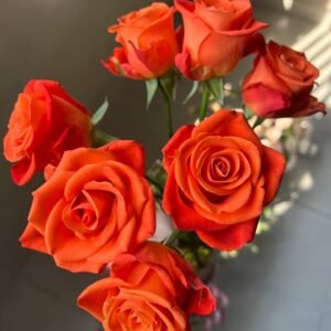 Orange Party Rose