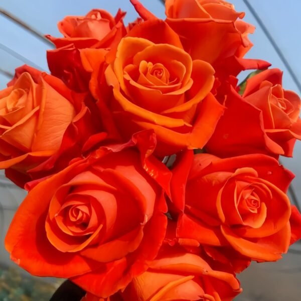 Orange Party Rose