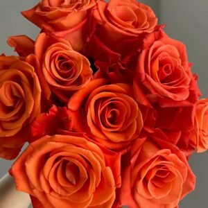 Orange Party Rose