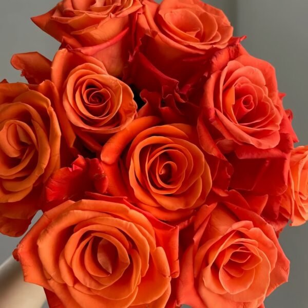Orange Party Rose