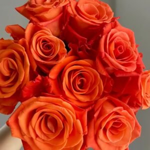 Orange Party Rose
