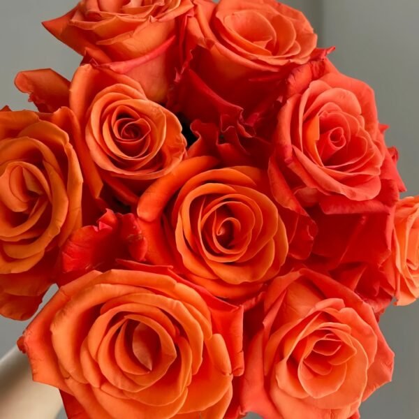 Orange Party Rose