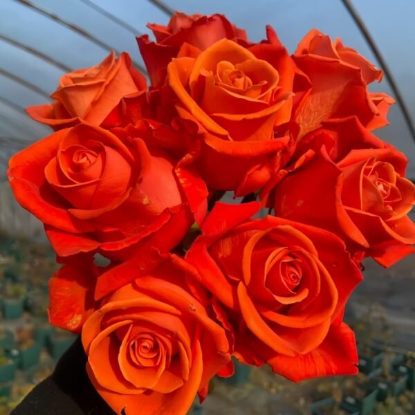 Orange Party Rose