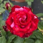 Red Panther Rose