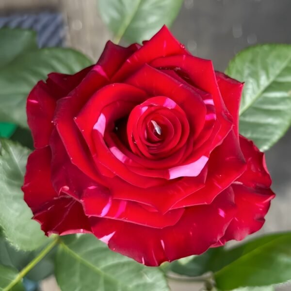 Red Panther Rose
