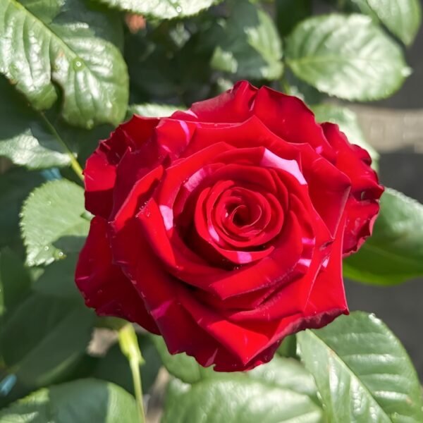 Red Panther Rose
