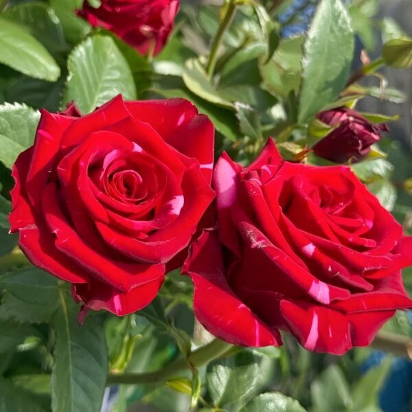 Red Panther Rose