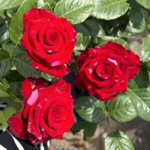 Red Panther Rose
