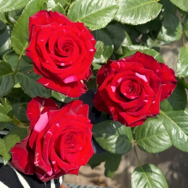 Red Panther Rose