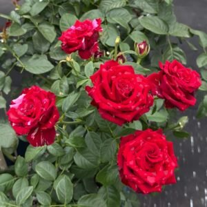 Red Panther Rose