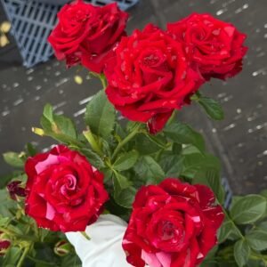 Red Panther Rose