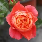 Saturnus King Terazza Rose