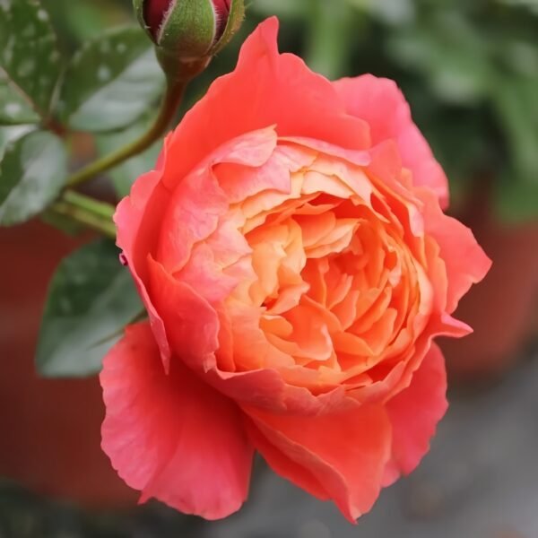 Saturnus King Terazza Rose