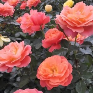 Saturnus King Terazza Rose