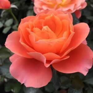 Saturnus King Terazza Rose