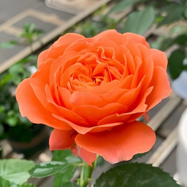 Saturnus King Terazza Rose