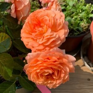 Saturnus King Terazza Rose
