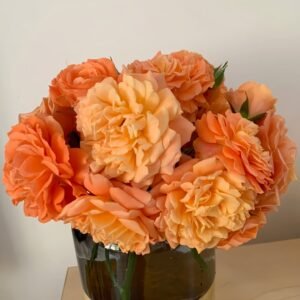 Saturnus King Terazza Rose