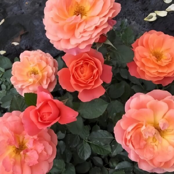 Saturnus King Terazza Rose