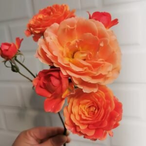 Saturnus King Terazza Rose