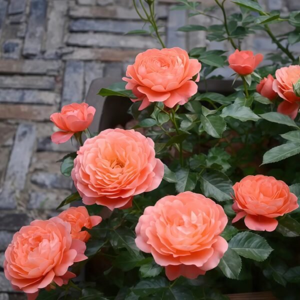 Saturnus King Terazza Rose