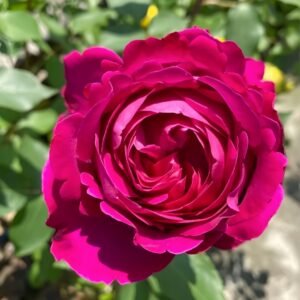 Scent Garden Rose
