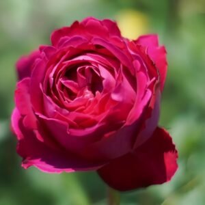 Scent Garden Rose