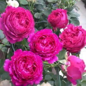 Scent Garden Rose Plant｜伊芙芳香花园 - 图片 10