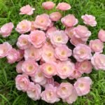 Strawberry Macaron Rose