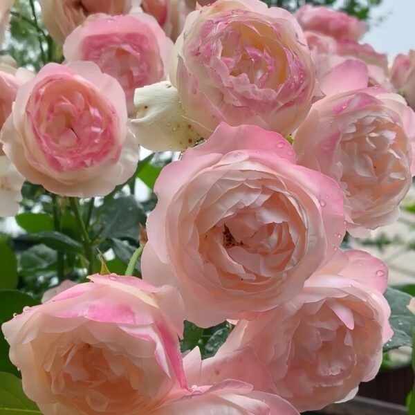 Strawberry Macaron Rose