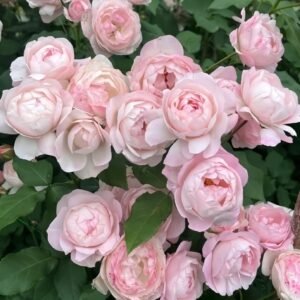 Strawberry Macaron Rose