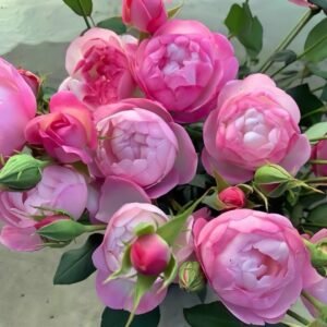 Strawberry Macaron Rose