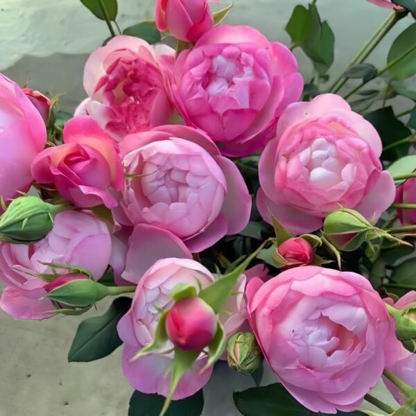 Strawberry Macaron Rose