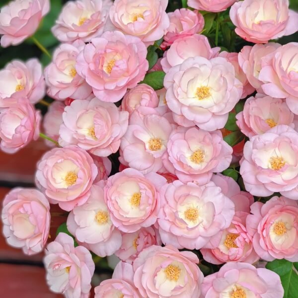 Strawberry Macaron Rose