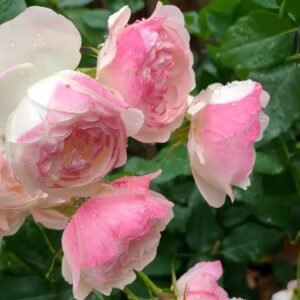 Strawberry Macaron Rose