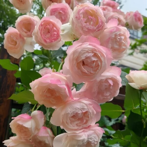 Strawberry Macaron Rose